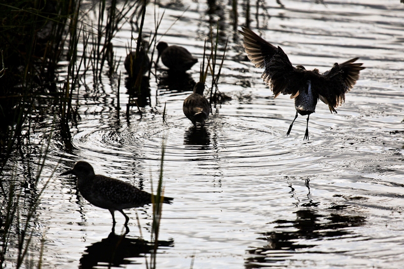 Landing