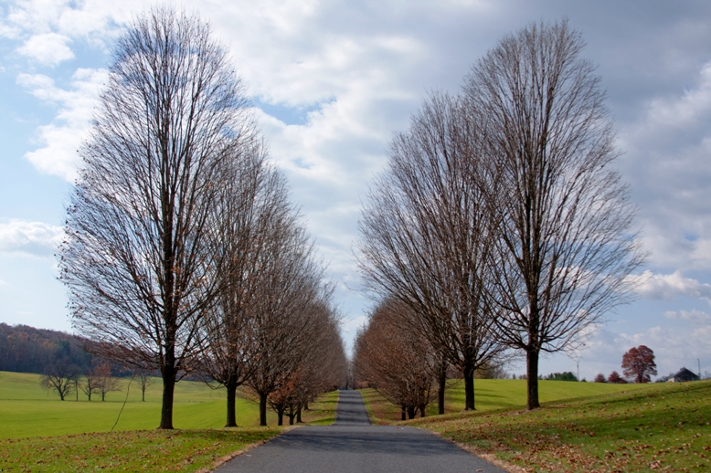 Trees