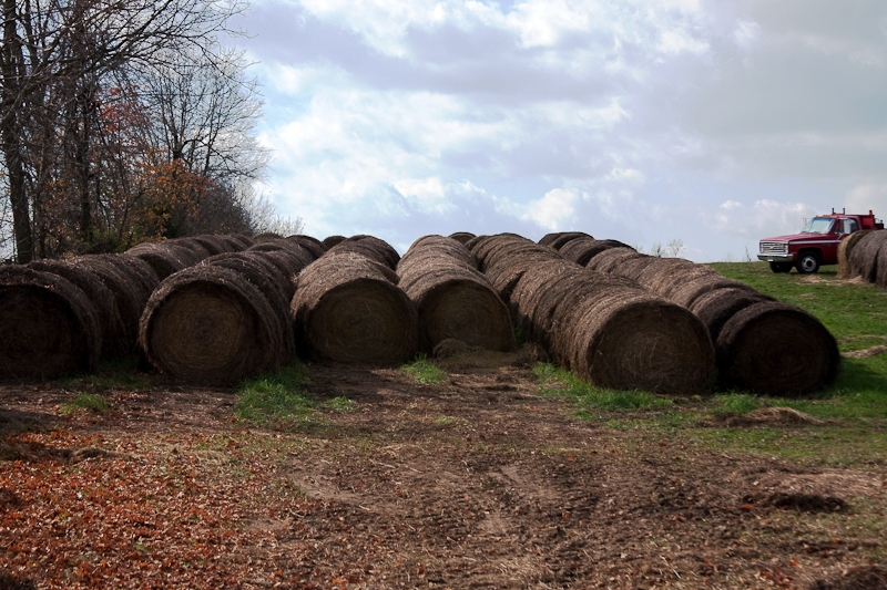 Harvested