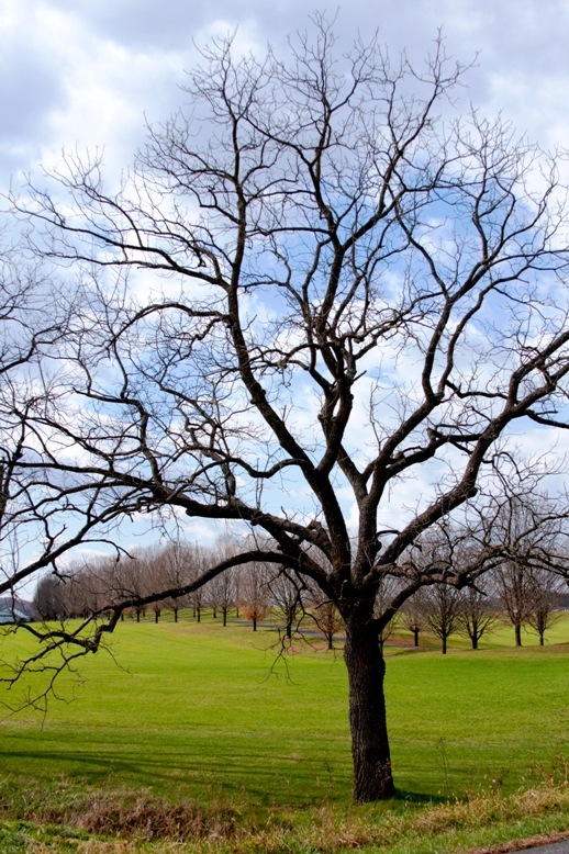 Leafless