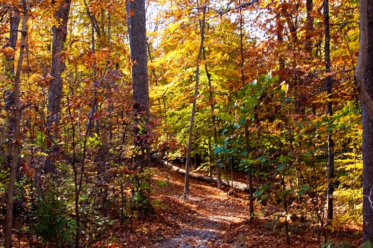 Fall