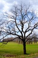 Leafless